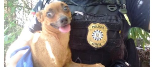 Os animais foram apreendidos pela Polícia Civil (Foto: Polícia Civil/Divulgação)