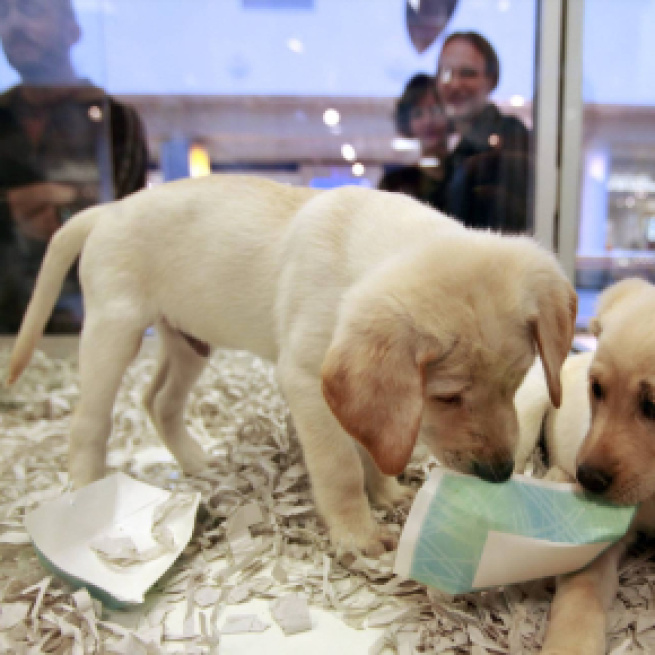 Reino Unido prohíbe vender cachorros de perros y gatos en las tiendas