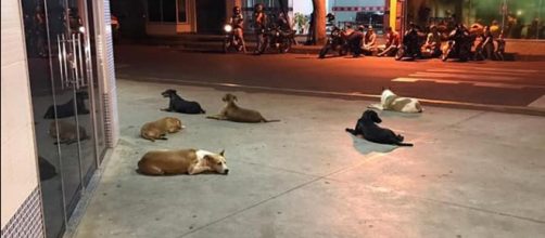 Morador de rua é internado e cães aguardam saída do dono. (ONG Amigos de Patas Cianorte/Divulgação)
