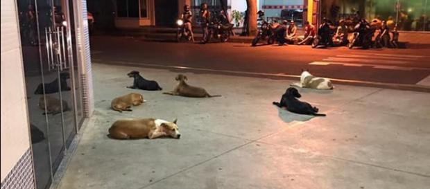 Morador de rua é internado e cães aguardam saída do dono. (ONG Amigos de Patas Cianorte/Divulgação) Morador de rua é internado e cães aguardam saída do dono. (ONG Amigos de Patas Cianorte/Divulgação)