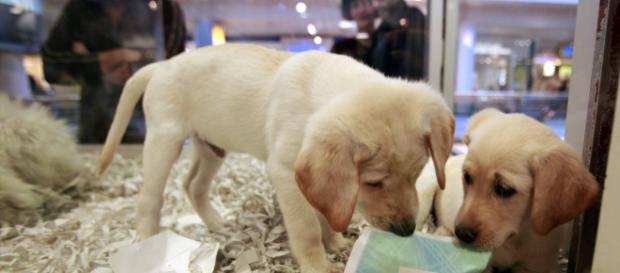 Reino Unido prohíbe vender cachorros de perros y gatos en las tiendas Reino Unido prohíbe vender cachorros de perros y gatos en las tiendas