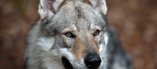 Un esemplare di cane lupo cecoslovacco