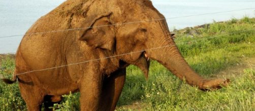 Sri Lanka, uomo tenta di ipnotizzare un elefante, l'animale lo carica e muore colpestato