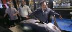 Photogallery - A massive bluefin tuna sells for $3.1 million at an auction in Tokyo’s fish market