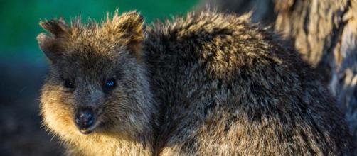 The latest craze is to travel to Rottnest Island off Western Australia to take selfies with a quokka. [Image Sam West/Flickr]