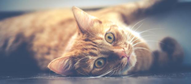 Detalhes sobre alimentação e sono dos gatos. (Foto: Dariusz Sankowski) Detalhes sobre alimentação e sono dos gatos. (Foto: Dariusz Sankowski)