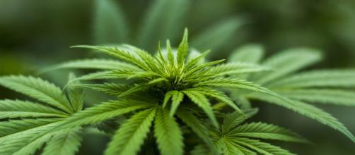 Cannabis 'libera': dal M5S arriva disegno di legge per 'uso ricreativo e auto produzione'