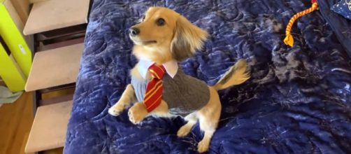A dog who only responds to Harry Potter spells is one of the weird stories so far this week. [Image Brizzy Voices/YouTube]