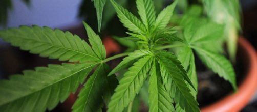 Disegno di legge del senatore cinquestelle Mantero per la legalizzazione della cannabis - teleambiente.it