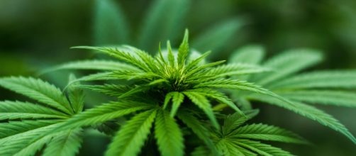 Cannabis libera, arriva il disegno di legge del M5S
