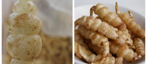 Légumes de saison : les crosnes, petits tubercules à redécouvrir Légumes de saison : les crosnes, petits tubercules à redécouvrir