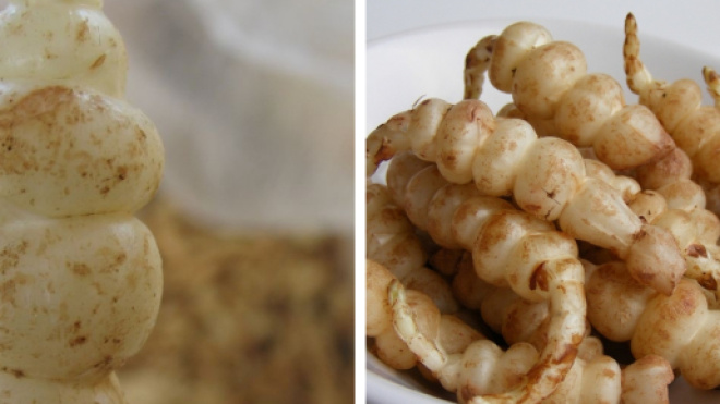Légumes de saison : les crosnes, petits tubercules à redécouvrir