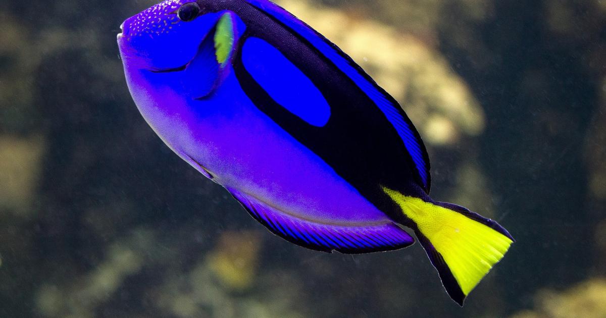 Previsioni astrologiche 3 ottobre: Gemelli brioso, Pesci ozioso