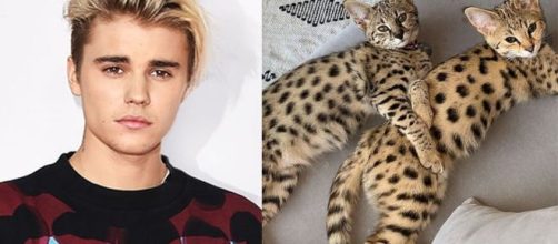 Justin Bieber vuelve a enfadar a los animalistas