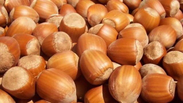 NOCCIOLE: la produzione in Campania &egrave; diminuita del 40%.