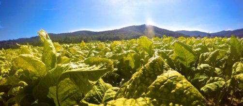 Italia primo produttore di tabacco in Europa