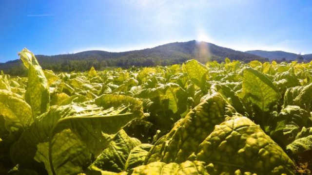 Italia primo produttore di tabacco in Europa