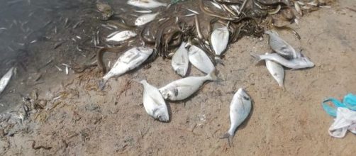La Fiscalía va a investigar la aparición de miles de peces muertos en el Mar Menor