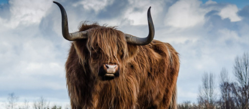 Oroscopo 15 ottobre: nuove opportunità professionali per il Toro.