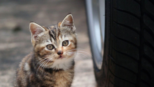 Fond d'écran : animaux, voiture, Chatons, moustaches, Pneus, Chat ... - wallhere.com