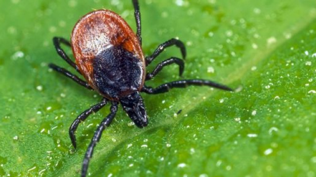 Se protéger des tiques - Conseils | Suva - suva.ch