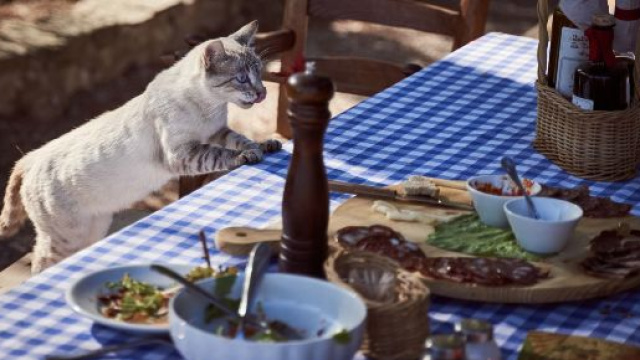 Un chat demande toujours à manger comment y remédier