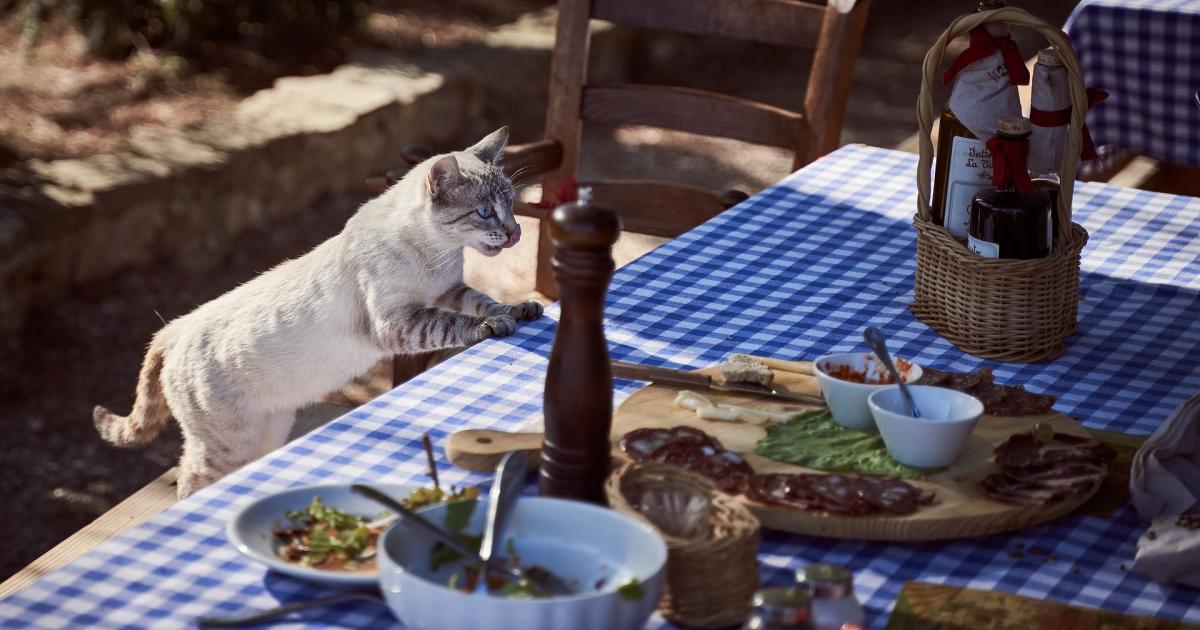 Mon Chat A Tout Le Temps Faim 6 Raisons Qui Expliquent Pourquoi