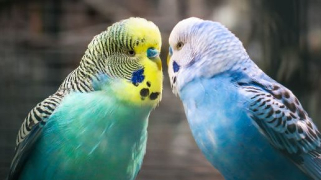 L'oroscopo dell'amore di coppia del 18 ottobre