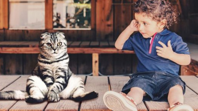 Intégration du chat - Les Amis des Chats Libres de Douarnenez - douarnenez-chats-libres.org