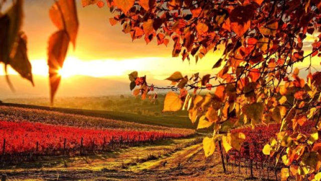 Oroscopo 6 novembre: Sagittario sottotono, Scorpione efficiente