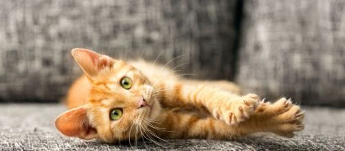 Qu'est-ce que la maladie des griffes du chat ? - Top Santé - topsante.com