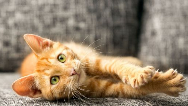 Qu'est-ce que la maladie des griffes du chat ? - Top Santé - topsante.com