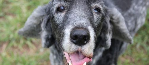 Senior pets also need your love and care and are waiting to be adopted. - Image via Pixaby