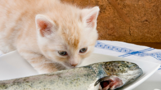 Quel poisson donner à mon chat ? - Doctissimo - doctissimo.fr