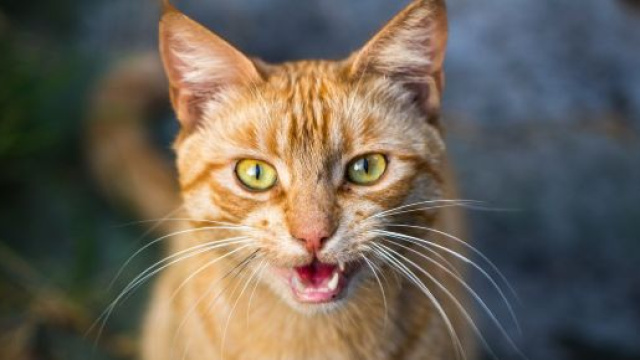 Le miaulement - pourquoi mon chat miaule ? - FélinsFolies - felinsfolies.com
