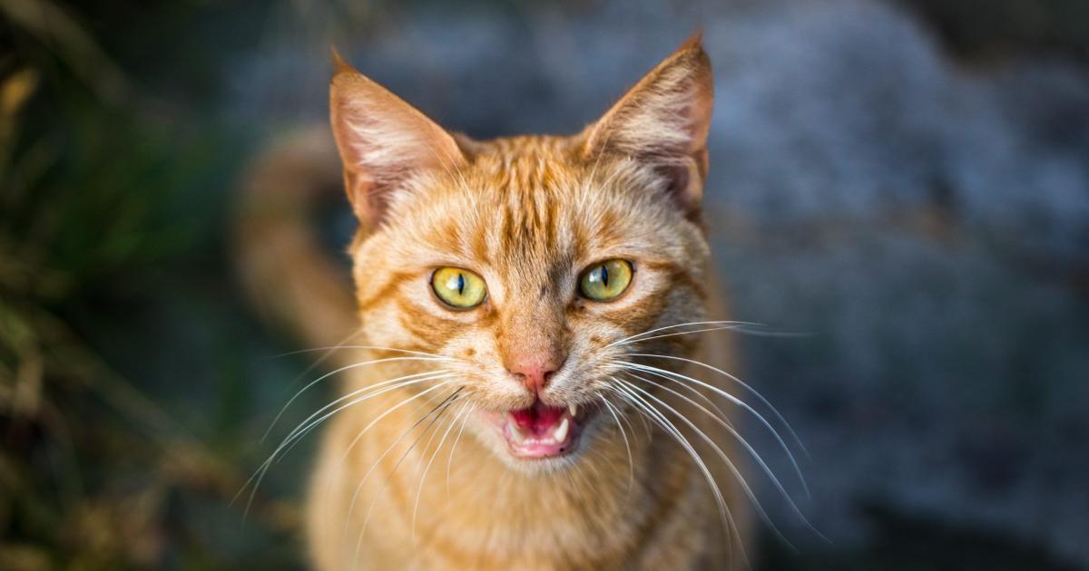 5 Raisons Qui Peuvent Expliquer Qu Un Chat Miaule Tres Fort