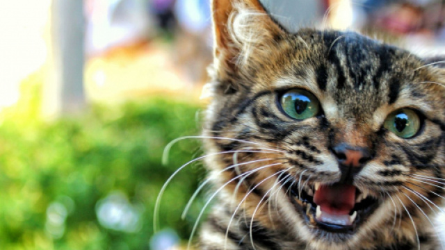 C'est la Journ&eacute;e Mondiale des Chats : en vid&eacute;o, c'est toujours dr&ocirc;le - 3plusx.net