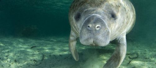 Lamantino, 7 curiosità sulle 'vacche di mare'