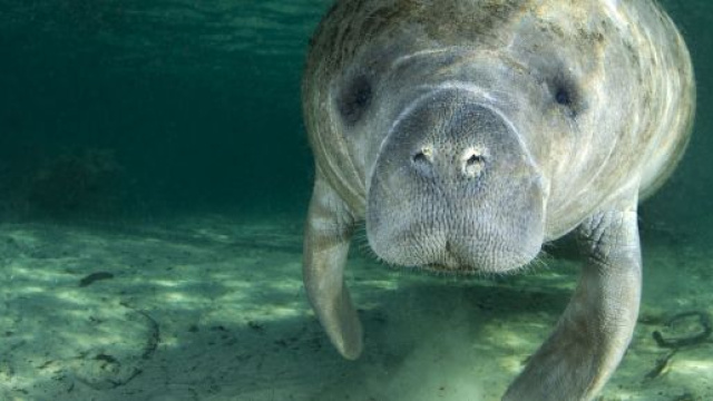 Lamantino, 7 curiosit&agrave; sulle 'vacche di mare'