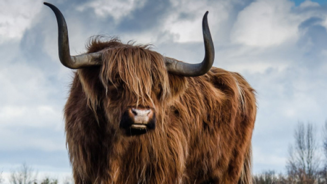 Oroscopo, classifica 6 ottobre: amore 'top' per Toro e Capricorno.