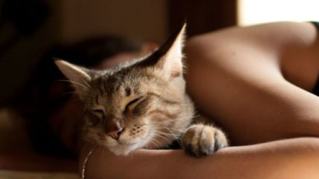 six bonnes raisons de dormir avec son chat - photo publiée sur le site terrafemina.com