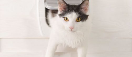Chatière pour chat : quel modèle choisir ? Comment l'installer ... - doctissimo.fr