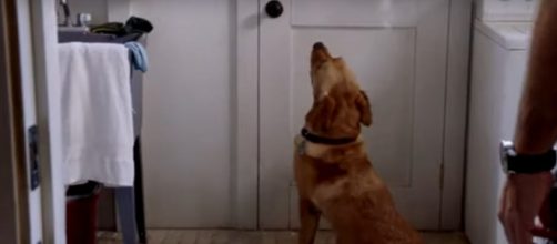 Steve's faithful dog, Eddie, stays alert and up for saving lives on Episode 2 of "Hawaii Five-O" Season 10. [Image source: SpoilerTV]