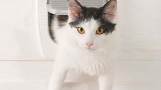 Chatière pour chat : quel modèle choisir ? Comment l'installer ... - doctissimo.fr