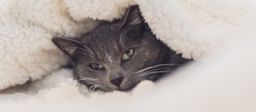 5 conseils pour protéger efficacement un chat du froid
