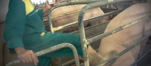 Uomo ucciso a Roma in allevamento abusivo da una scrofa