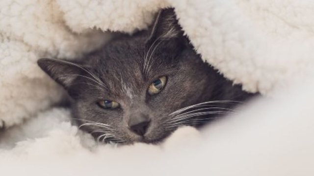 5 conseils pour protéger efficacement un chat du froid