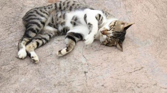 5 raisons qui expliquent pourquoi un chat se roule par terre