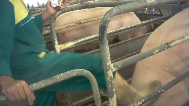 Uomo ucciso a Roma in allevamento abusivo da una scrofa