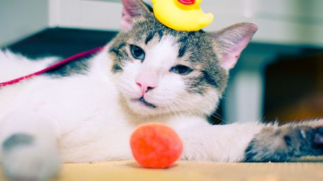 Ce qu'un chat deteste chez son maitre